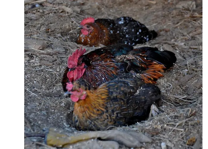 Bed & Breakfast D'hotes Les Chatougoulis Les Bordes-sur-Lez