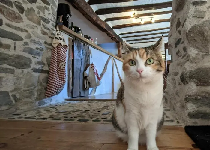 D'hotes Les Chatougoulis