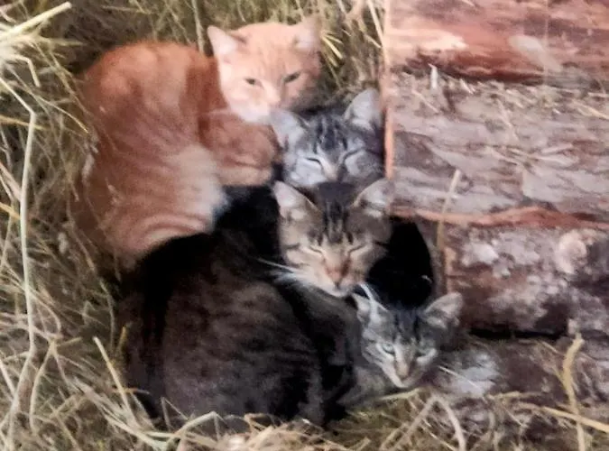 D'hotes Les Chatougoulis 3*