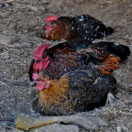 Oda ve Kahvaltı D'hotes Les Chatougoulis Les Bordes-sur-Lez
