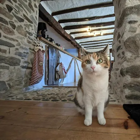 D'hotes Les Chatougoulis