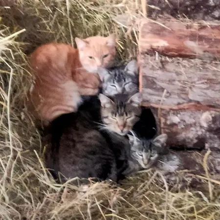 D'hotes Les Chatougoulis 3*