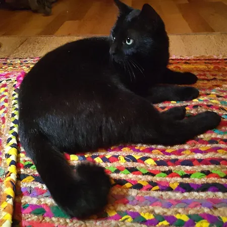 D'hotes Les Chatougoulis Oda ve Kahvaltı